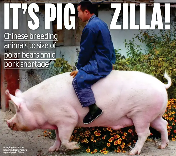  ??  ?? Bringing home the bacon: A farmer rides a giant pig in China