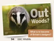  ??  ?? What is to become of Britain’s badgers?