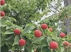  ?? OSU EXTENSION ?? In addition to large, showy white flowers, Kousa Dogwood features distinctiv­e fruit.