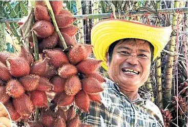  ??  ?? MAIN PHOTO Pichai Kongsanoh shows off a heavy bunch of salak fruit.