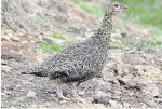  ??  ?? Grouse have been suffering in the recent weather conditions.