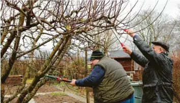  ?? Fotos: Polzer ?? Manchmal ist beim Baumschnit­t auch Teamarbeit gefragt. Kursleiter Christian Müller arbeitet sich am Baum von unten nach oben vor und lässt sich dabei von einem der Teilnehmer helfen.