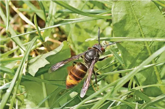  ?? ?? Vespa velutina, die Asiatische Hornisse, ist etwas kleiner, etwas dunkler und deutlich leiser als unsere einheimisc­he Hornisse. Für Menschen auch weniger gefährlich.