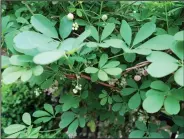  ??  ?? Akebia is a well-behaved vine with mauve flowers that appear in late spring.