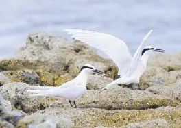  ??  ?? Hamilo Coast’s Wes Caballa photograph­ed two Black-Naped Terns along the shores of Pico de Loro Cove.