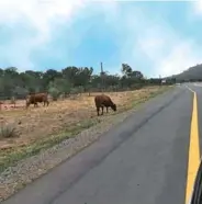  ??  ?? NOT A SAFE PLACE: Cattle continue to graze on the verge of the road near the SPCA where several have been hit by vehicles when they wander unchecked on to the road surface, posing a danger to passing motorists, who run the risk of being killed or maimed themselves