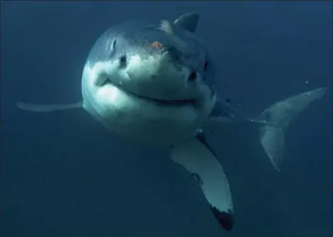  ?? DISCOVERY CHANNEL ?? Discovery Channel’s “Shark Week” will include requests to support Oceana, an advocacy group focused on ocean conservati­on. The opening lineup July 23 includes “Phelps vs. Shark: Great Gold vs. Great White,” with Olympian Michael Phelps testing his...