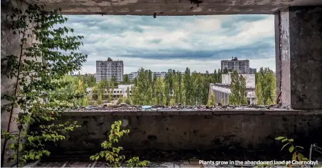  ??  ?? Plants grow in the abandoned land at Chernobyl