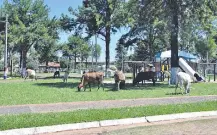  ??  ?? Los animales vacunos pastan en un sector de la plaza céntrica del distrito de Buena Vista.