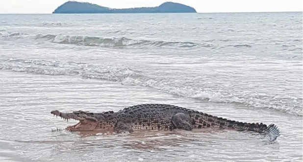  ?? Picture: KAREN BRADTBERG ?? CLOSE ENCOUNTER: A crocodile walked out of the water at Kewarra Beach at about 6pm on Friday, just metres away from locals and tourists, who used the opportunit­y to fire off a round of pictures (below).