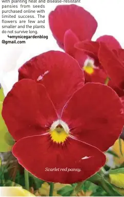  ??  ?? Scarlet red pansy.