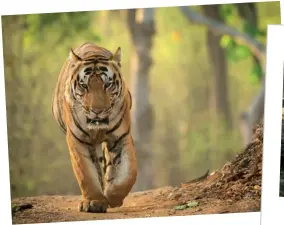  ?? ?? of a tiger was shot at Hooda’s first photograph
Pradesh. Kanha Tiger Reserve in Madhya