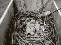  ??  ?? Hatchlings bundle together in one of 16-nesting houses Orphey made in the large Martin birdhouse that he built and maintains.