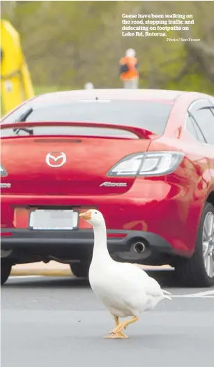  ?? Photo / Ben Fraser ?? Geese have been walking on the road, stopping traffic and defecating on footpaths on Lake Rd, Rotorua.