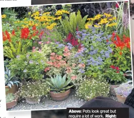  ??  ?? Above: Pots look great but require a lot of work. Right: Efforts to improve soil will pay off
