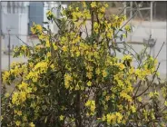  ??  ?? Carolina jasmine is an evergreen vine with bright spring flowers; it should and can be controlled.