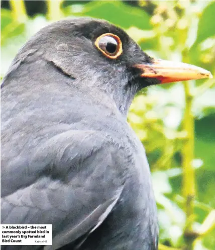  ?? Kathry Hill ?? > A blackbird – the most commonly spotted bird in last year’s Big Farmland Bird Count