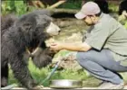  ?? ROB ELLIOTT/AFP ?? A sloth bear at the Agra Bear Rescue Facility in India in 2003.