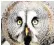  ??  ?? An owl flew into a sub-station supplying Avon and Somerset police HQ in Portishead, knocking out its 999 service