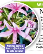  ??  ?? Nerines bring a touch of hot pink to late autumn