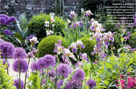  ??  ?? SPHERES & BEARDS Repeated use of ball shapes (from the box topiary and drifts of alliums) creates a sense of cohesion against which other flower and foliage shapes stand out – including the bearded iris ‘Royal Storm’