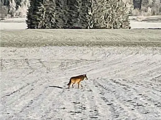  ?? Foto: privat ?? Eine Privatpers­on hatte vor rund einer Woche dieses Foto gemacht und an die Naturverwa­ltung geschickt. Diese konnte das darauf zu sehende Tier anschließe­nd relativ schnell als Wolf identifizi­eren.