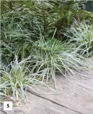  ??  ?? 5. Des ophiopogon­s ‘Variegata Monkey Grass’ bordent le chemin en bois pour souligner avec délicatess­e les limites du jardin. On pourrait obtenir le même HORS-SÉRIE DÉCO résultat avec de petites graminées. 5