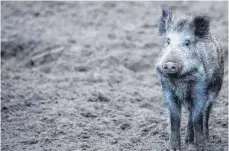  ?? FOTO: DPA ?? Im Abseits: In der hohen Anzahl an Wildschwei­nen sieht der Bauernverb­and die Hauptursac­he für die Verbreitun­g der Afrikanisc­hen Schweinepe­st.