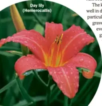  ??  ?? Day lily (Hemerocall­is)