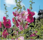  ??  ?? Old-fashioned hollyhocks are pet friendly and love a sunny garden bed.