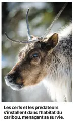  ??  ?? Les cerfs et les prédateurs s’installent dans l’habitat du caribou, menaçant sa survie.