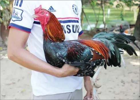  ?? SHAUN TURTON ?? A resident of Koh Kong’s Dang Tong commune holds one of his fighting cocks under his arm on Monday.