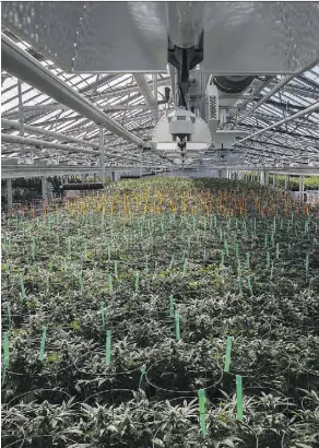  ?? DAX MELMER/FILES ?? Rows of cannabis grow in Aphria’s greenhouse in Leamington, Ont. The company mainly faces political risks with its latest global push. It’s made a bid for assets in Colombia, Argentina and Jamaica.