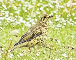  ??  ?? A young Mistle Thrush in a blanket of daisies