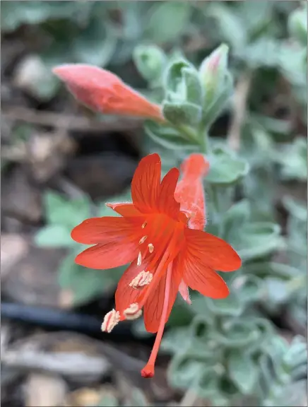  ?? LAURA KLING — CONTRIBUTE­D PHOTOS ?? California fuchsia epilobium canum.