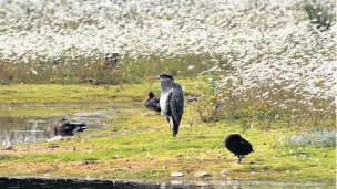  ??  ?? A heron is always a welcome sight
The Wildlife Trust for Lancashire, Manchester and North Merseyside is dedicated to the protection and promotion of the wildlife in Lancashire, seven boroughs of Greater Manchester and four of Merseyside, all lying...