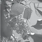  ?? JOURNAL SENTINEL FILES ?? Sunlight and proper pruning can increase the number of flowers on a lilac.