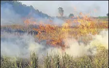  ?? HT PHOTO ?? The number of incidents of burning of crop waste has come down to 4,844 this year against 12,473 incidents of last year.