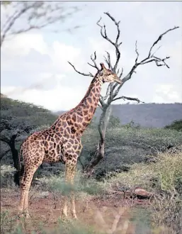  ??  ?? A good airport opens the door to KZN wildlife for tourists. Giraffes, right, are found in all KZN reserves.tourists come from all over the world to see our wildlife.