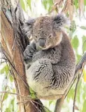  ?? DPA-BILD: Krieger ?? Ein Koala posiert in Wildlife Wonders.