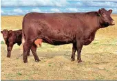  ??  ?? Hierdie koei, CN 08-72, en haar kalf is ’n goeie voorbeeld van hoe Eversar se teelmateri­aal geld in die kommersiël­e boer se sak sit met uitstekend­e speenkalfp­roduksie en streng seleksie vir vrugbaarhe­id.