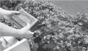  ?? JEFF BARKER/BALTIMORE SUN ?? Andrea Chamblee, the wife of slain Capital Gazette journalist John McNamara, prepares to spread his ashes in a planter above the outfield at Nationals Park in Washington.