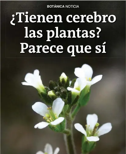  ?? FOTO A. SALGUERO ?? Esta es la Arabidopsi­s thaliana, tal vez la planta más usada en estudios científico­s. En ella se hallaron las células en su centro de decisiones, que evalúa condicione­s externas.