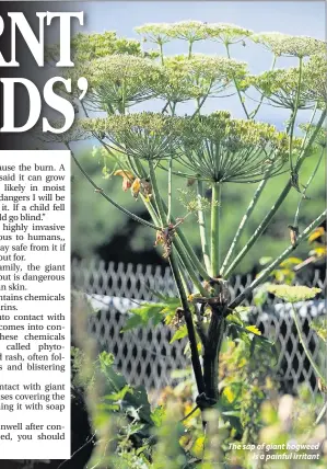  ??  ?? The sap of giant hogweed is a painful irritant