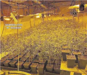  ??  ?? GUARDIA CIVIL Plantacion­es de cannabis encontrada­s en el interior de la vivienda.