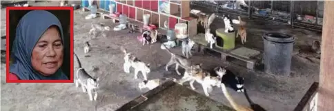  ??  ?? ANTARA kucing yang dibela di Pak Mie Shelter. Gambar kecil, arwah Mak Intan.