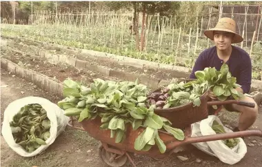  ?? ?? Dacones with his very first first harvests of lettuce, cherry tomatoes, bokchoi, and eggplants back in 2015.