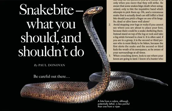  ??  ?? A bite from a cobra, although potentiall­y lethal, is less painful than one from a viper.