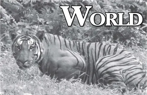  ?? AFP ?? India is home to 60 percent of the world’s tigers.