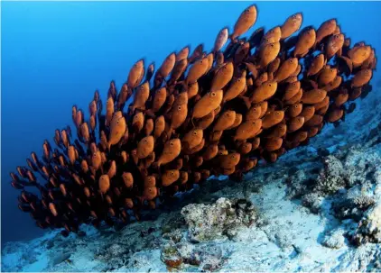  ??  ?? GET SCHOOLED
REBREATHER DIVING REQUIRES SPECIALISE­D
TRAINING. CONTACT YOUR LOCAL TEK DIVING CENTRE FOR MORE
INFORMATIO­N LEFT Manta rays and other megafauna cruise less than a metre above the heads of the divers on their rebreather­s
ABOVE Schooling...